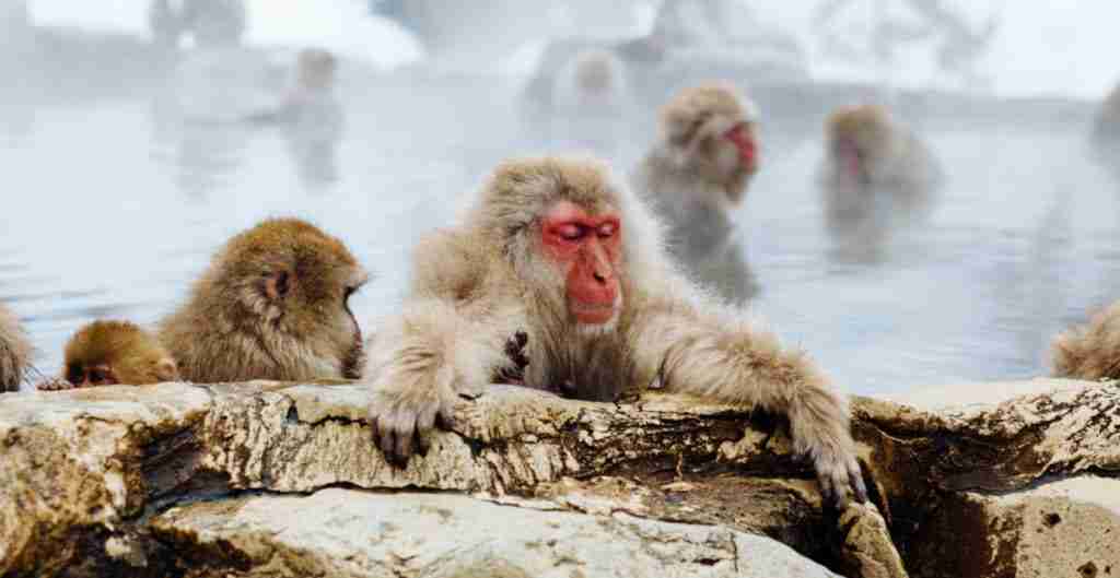 Monkeys-taking-hot-water-bath